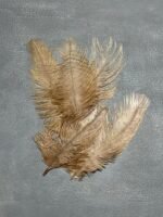 Пір'я коричневі 15-20 см (5 шт) - Пір'я