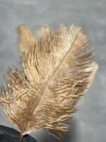 Пір'я коричневі 15-20 см (5 шт) - Пір'я