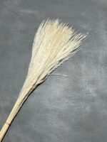 Міскантус вибілений (20 шт) - Міскантус