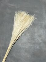 Міскантус вибілений (20 шт) - Міскантус