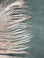 Пір'я персик 15-20 см (5 шт) - Пір'я