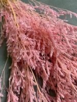 Лімоніум рожевий (50 гр) - Лімоніум