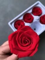 Крупний план п’яти троянд у білому лотку для зберігання