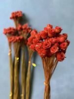 Сингонантус стабілізований теракотовий темний 50 шт. - Сингонантус