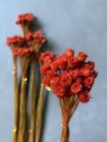 Сингонантус стабілізований теракотовий темний 50 шт. - Сингонантус