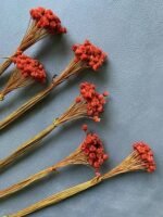 Сингонантус стабілізований теракотовий темний 50 шт. - Сингонантус