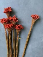 Сингонантус стабілізований теракотовий темний 50 шт. - Сингонантус