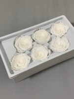 Роза біла 5 см - Троянда стабілізована 5-6 см