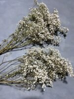 Гіпсофіла стабілізована натуральна 50 гр - Гіпсофіла стабілізована