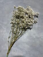 Гіпсофіла стабілізована натуральна 50 гр - Гіпсофіла стабілізована