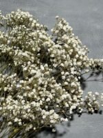 Гіпсофіла стабілізована натуральна 50 гр - Гіпсофіла стабілізована