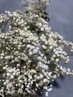 Гіпсофіла стабілізована натуральна 50 гр - Гіпсофіла стабілізована