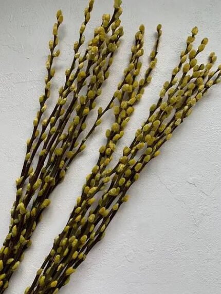 Гілки верби, жовті( 10 шт ) - Гілки