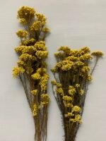 Озотамнус стабілізований пастельно жовтий - Озотамус стабілізований