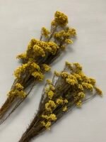 Озотамнус стабілізований пастельно жовтий - Озотамус стабілізований