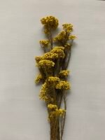 Озотамнус стабілізований пастельно жовтий - Озотамус стабілізований