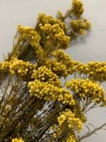 Озотамнус стабілізований пастельно жовтий - Озотамус стабілізований