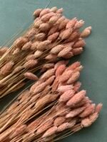 Фаляріс рожево-античний (90 гр) - Фаляріс
