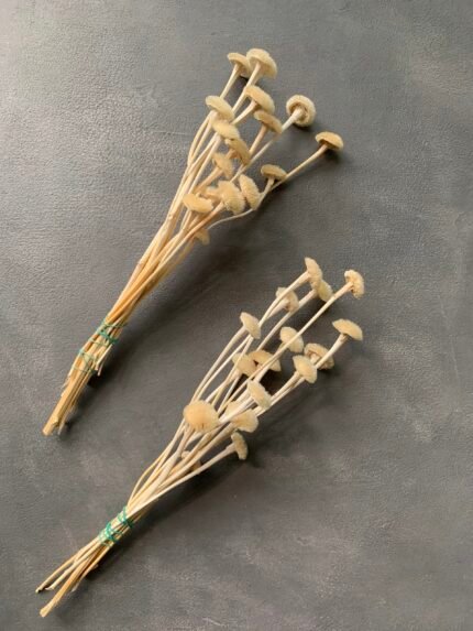 Телекія вибілена (15-16 шт)