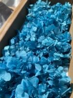 Гортензія стабілізована широколиста синя 100 гр - Гортензія