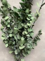 Евкаліпт Ценерея стабілізований зелений - Евкаліпт стабілізований