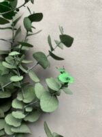 Евкаліпт Ценерея стабілізований зелений - Евкаліпт стабілізований
