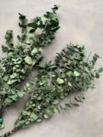 Евкаліпт Ценерея стабілізований зелений - Евкаліпт стабілізований