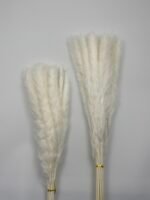 Пампасна трава Fluffy біла 15 шт - Кортадерія