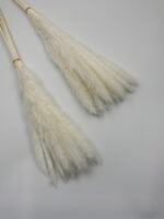 Пампасна трава Fluffy біла 15 шт - Кортадерія