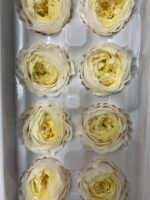 Роза Остін біла з жовтою серединою - Троянда стабілізована півоноїдна 4-5 см