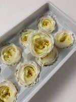 Роза Остін біла з жовтою серединою - Троянда стабілізована півоноїдна 4-5 см