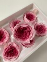 Роза Остін рожева зтемно-рожевою серединою - Троянда стабілізована півоноїдна 4-5 см