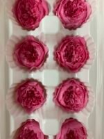 Роза Остін яскраво рожева - Троянда стабілізована півоноїдна 4-5 см