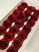 Роза міні бордо - Роза стабілізована міні 2-3 см