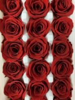 Роза міні бордо - Роза стабілізована міні 2-3 см
