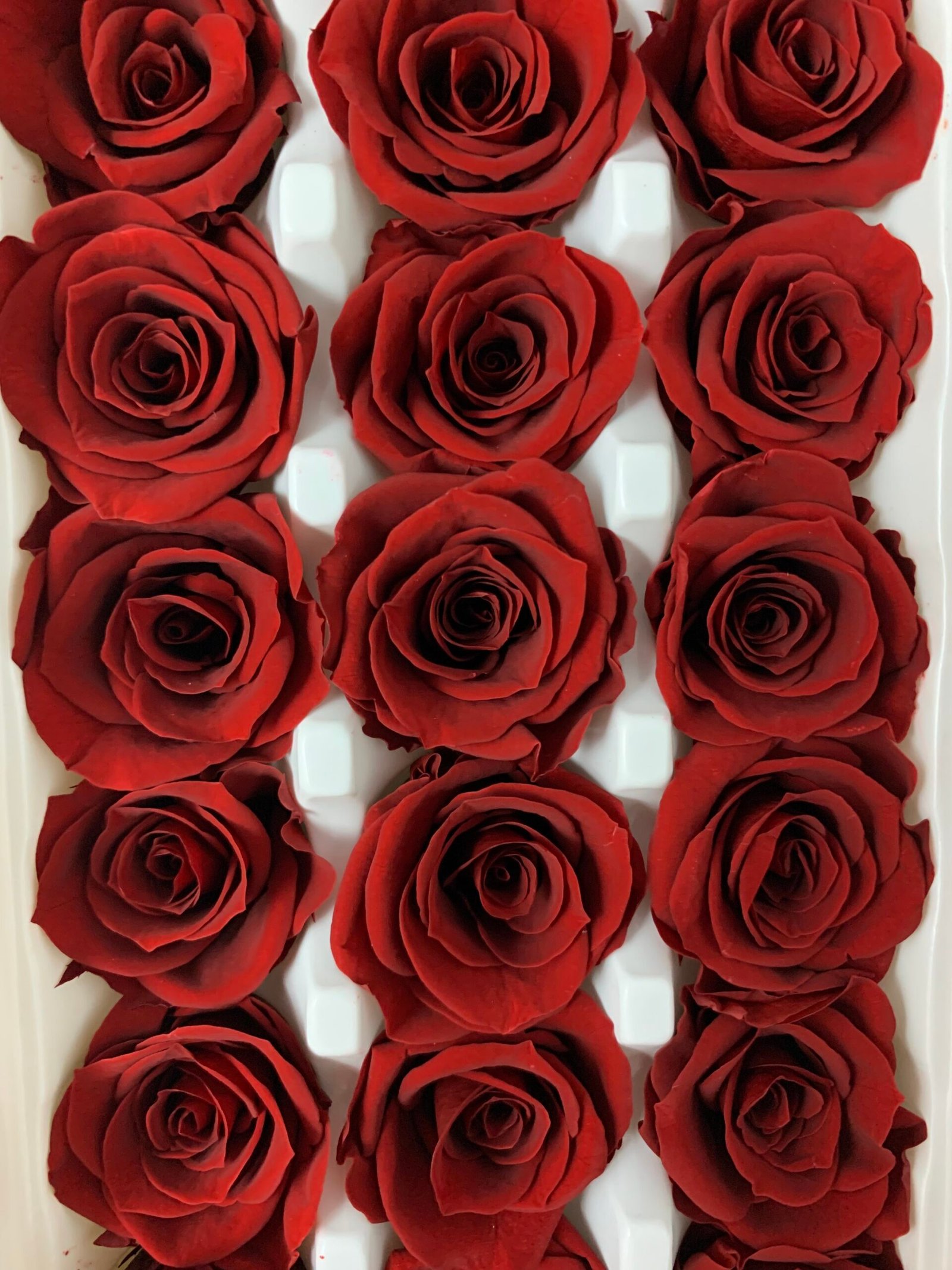 Роза міні бордо - Роза стабілізована міні 2-3 см Роза міні бордо - Роза стабілізована міні 2-3 см