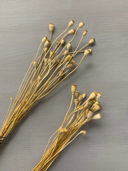 Папавер міні висвітлений 20 шт - Інше