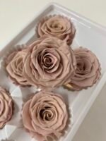 Роза антична 5 см - Троянда стабілізована 5-6 см