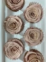 Роза антична 5 см - Троянда стабілізована 5-6 см