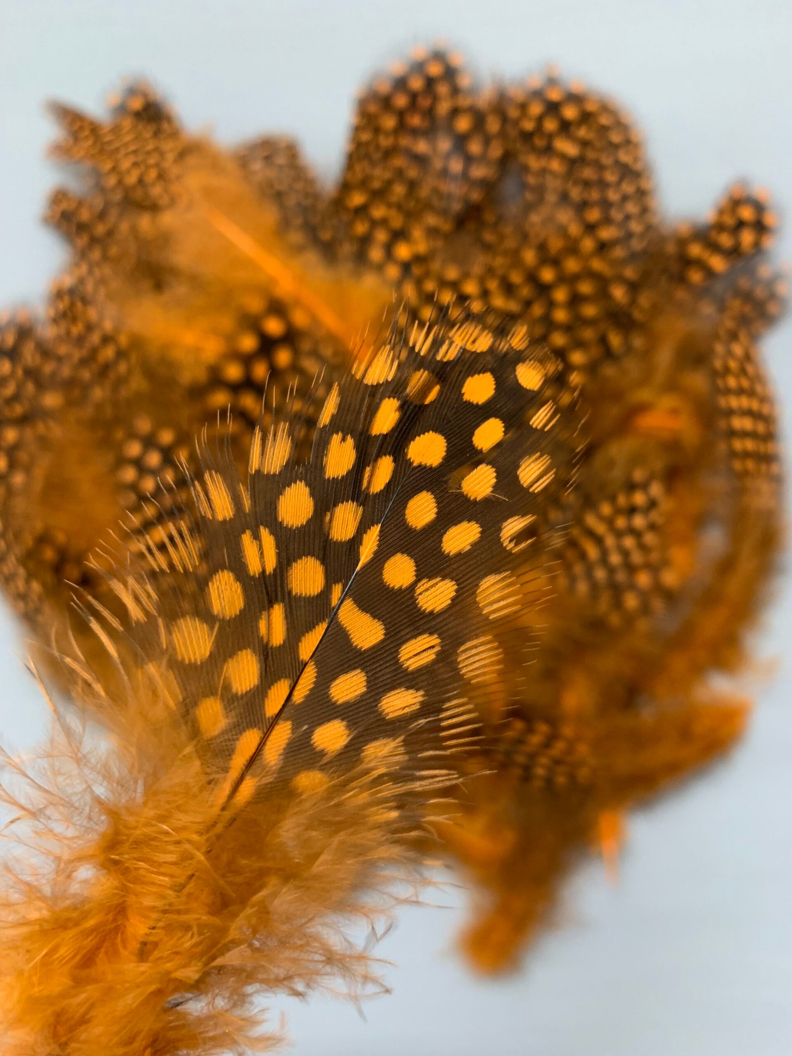 Набір натурального пір'я фазана в горох теракотове 100 шт - Пір'я Набір натурального пір'я фазана в горох теракотове 100 шт - Пір'я