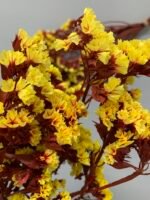 Статиця стабілізована жовта на червоному стеблі 40 г - Стабілізовані квіти