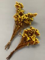 Статиця стабілізована жовта на помаранчевому стеблі 40 г - Стабілізовані квіти