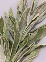 Чистець, листя зелене стабілізоване ( 20 шт ) - Листя стабілізовані