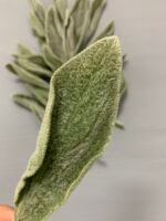 Чистець, листя зелене стабілізоване ( 20 шт ) - Листя стабілізовані