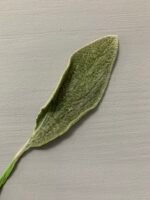 Чистець, листя зелене стабілізоване ( 20 шт ) - Листя стабілізовані