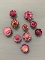 Геліхризум фіолетовий (10 шт) - Геліхризум