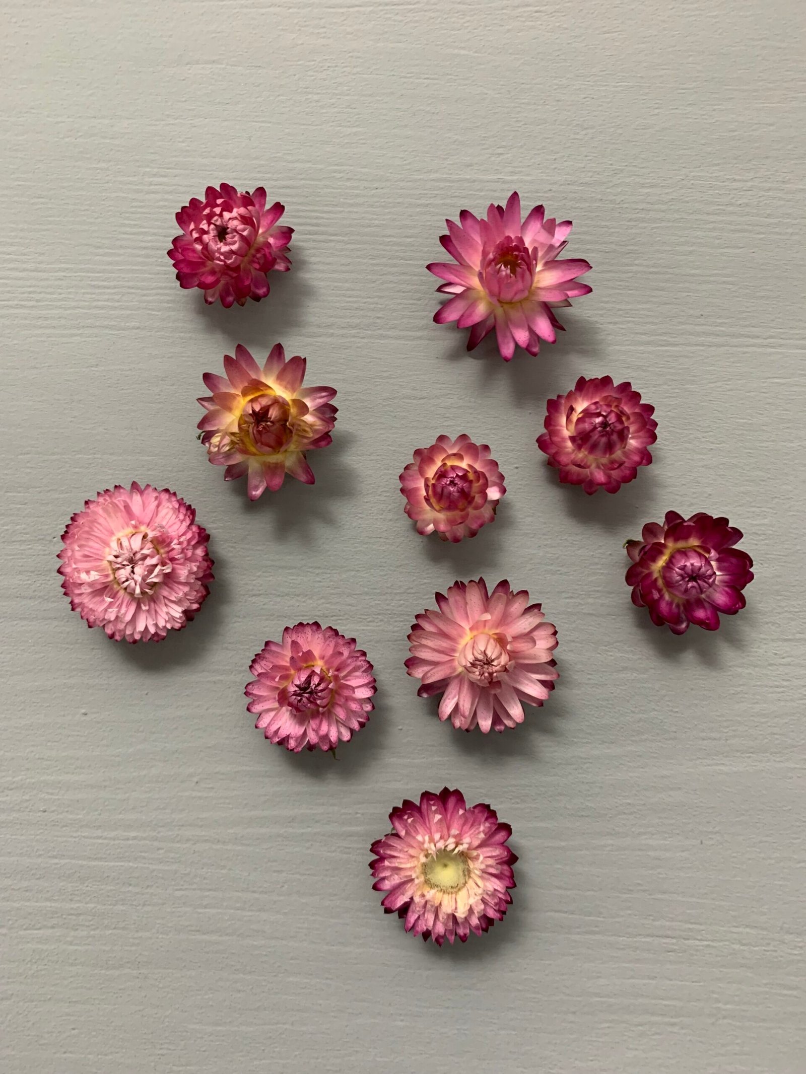 Геліхризум фіолетовий (10 шт) - Геліхризум Геліхризум фіолетовий (10 шт) - Геліхризум