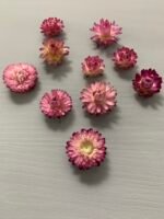 Геліхризум фіолетовий (10 шт) - Геліхризум