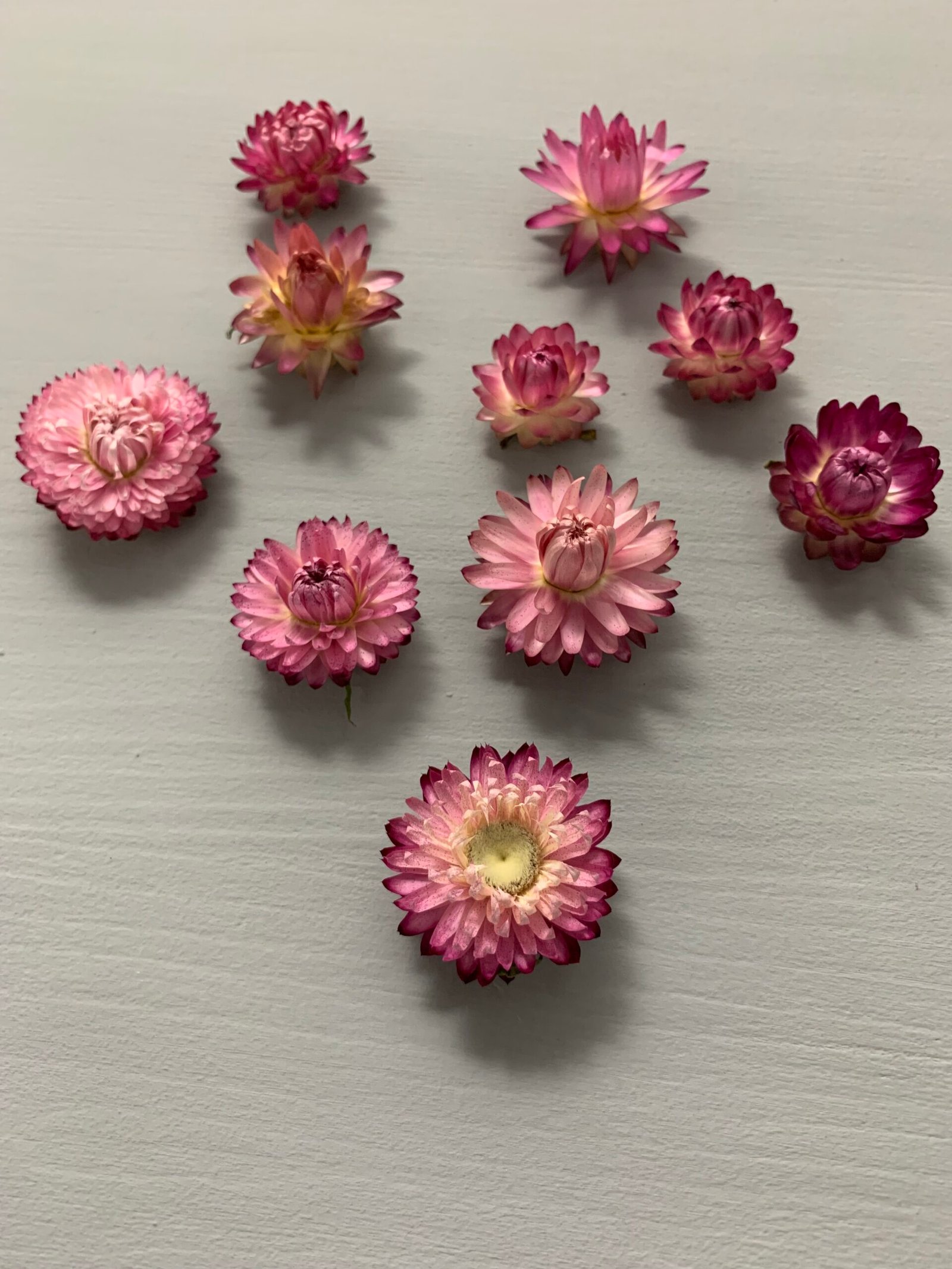 Геліхризум фіолетовий (10 шт) - Геліхризум Геліхризум фіолетовий (10 шт) - Геліхризум