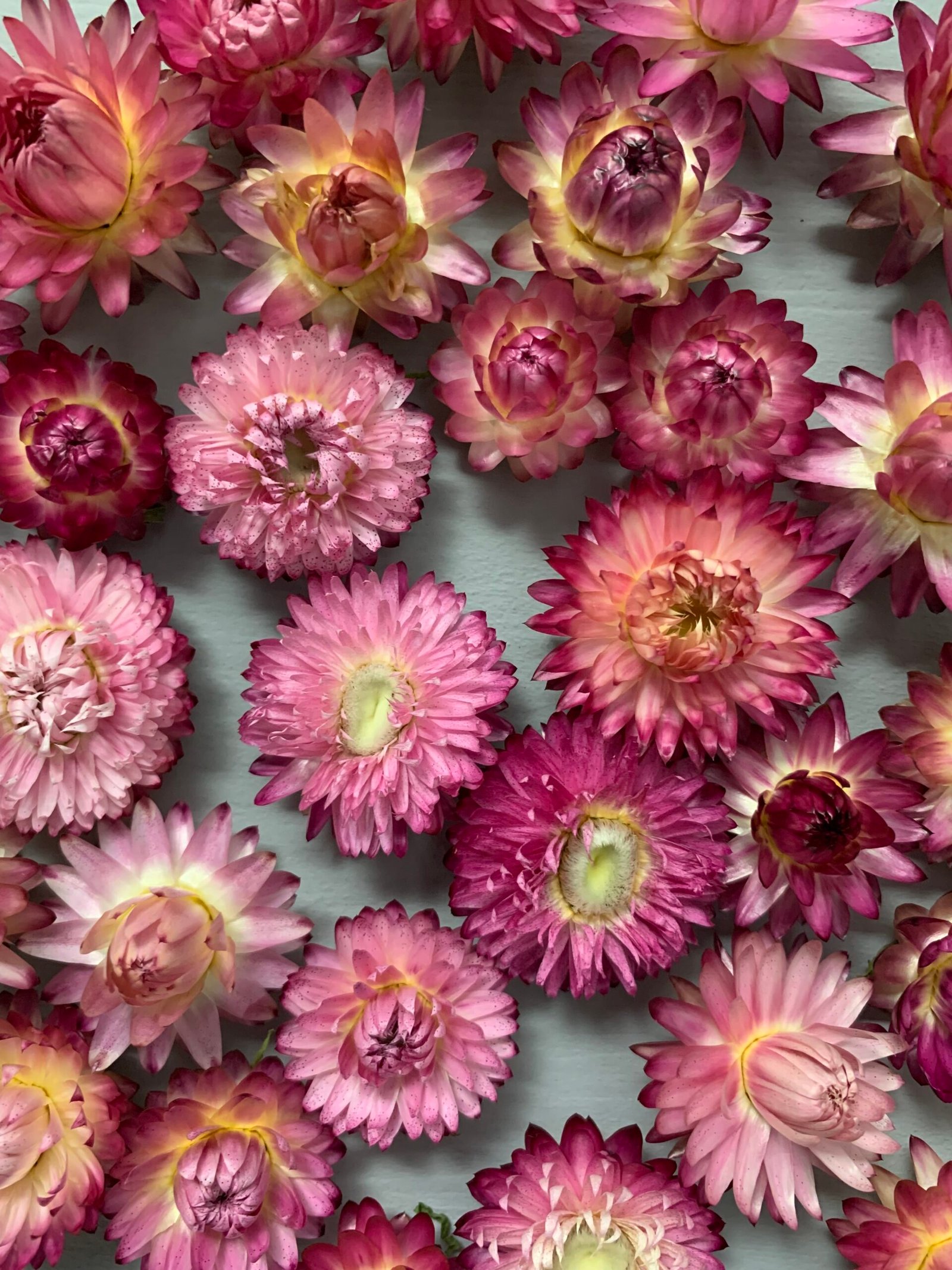 Геліхризум фіолетовий (10 шт) - Геліхризум Геліхризум фіолетовий (10 шт) - Геліхризум